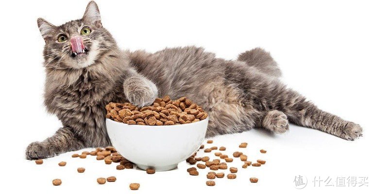 养猫新手必看！如何挑选最适合的猫粮？