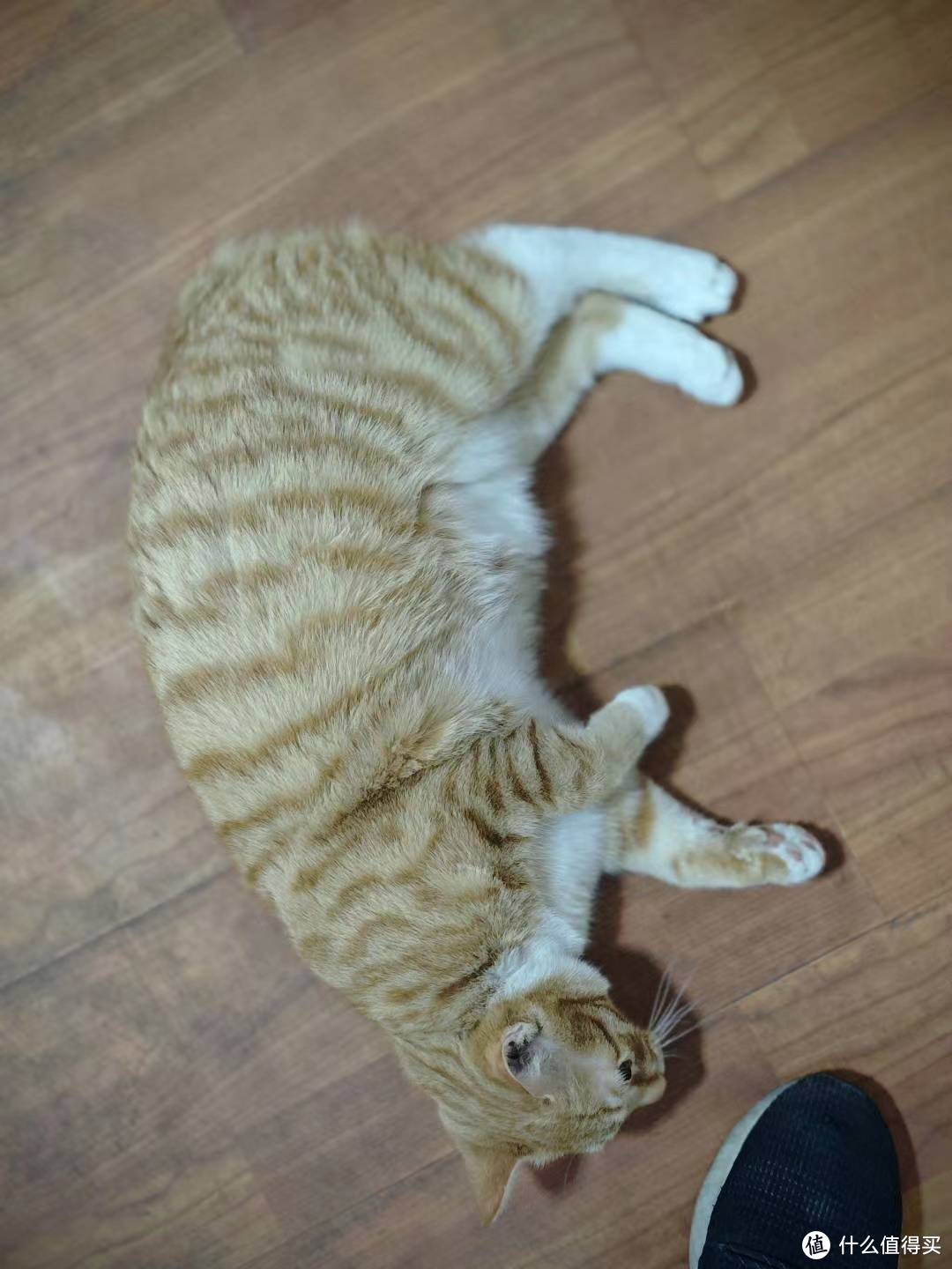 10月份救助的小橘猫 已经变成了中等体型的橘猫