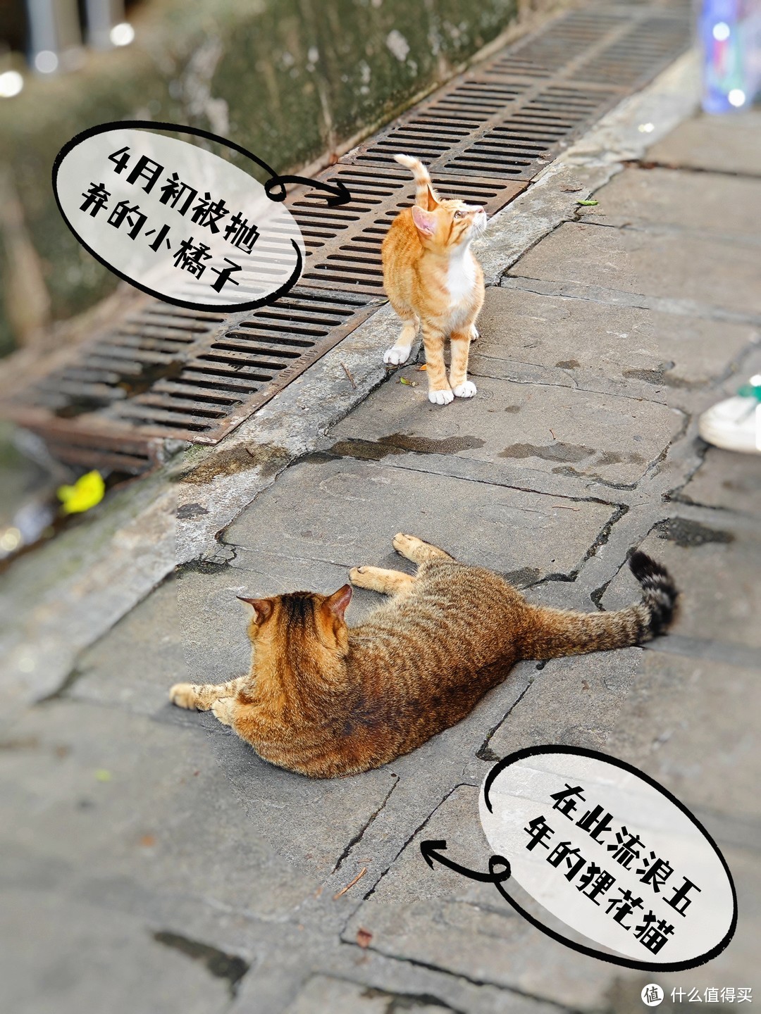 流浪猫的救治与绝育——如何平衡流浪猫与社会环境的矛盾？