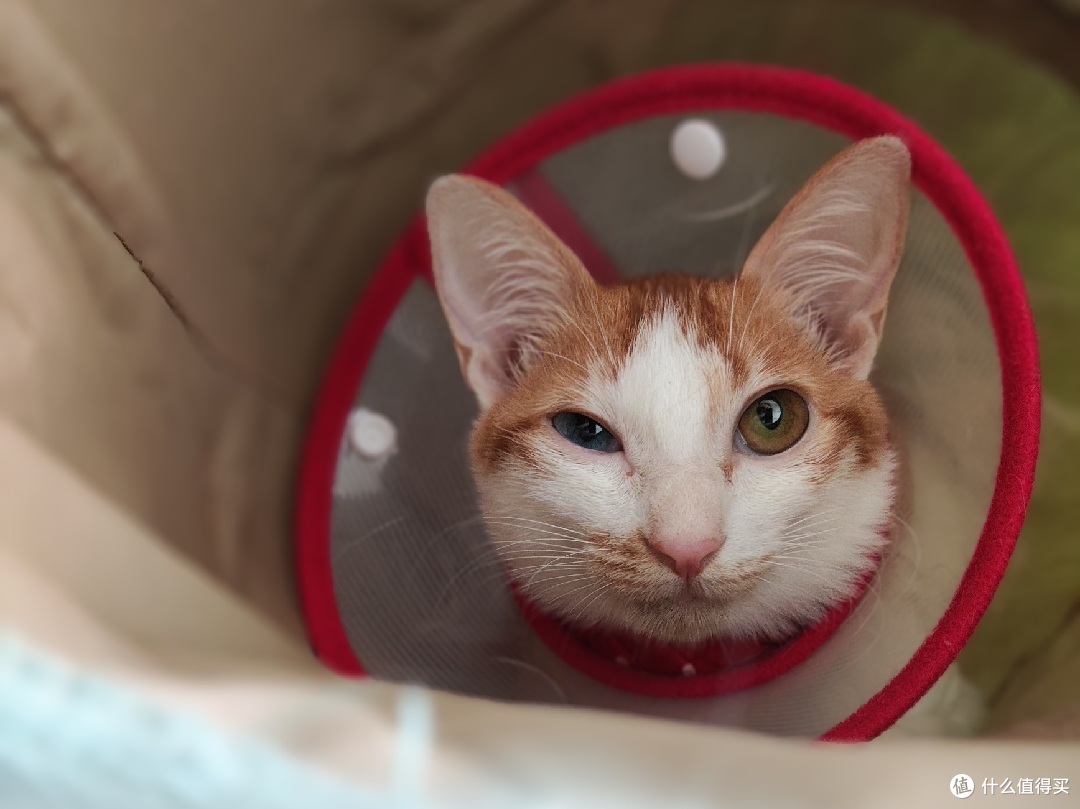 小猫咪大小眼了怎么办卡大宝的治疗记录