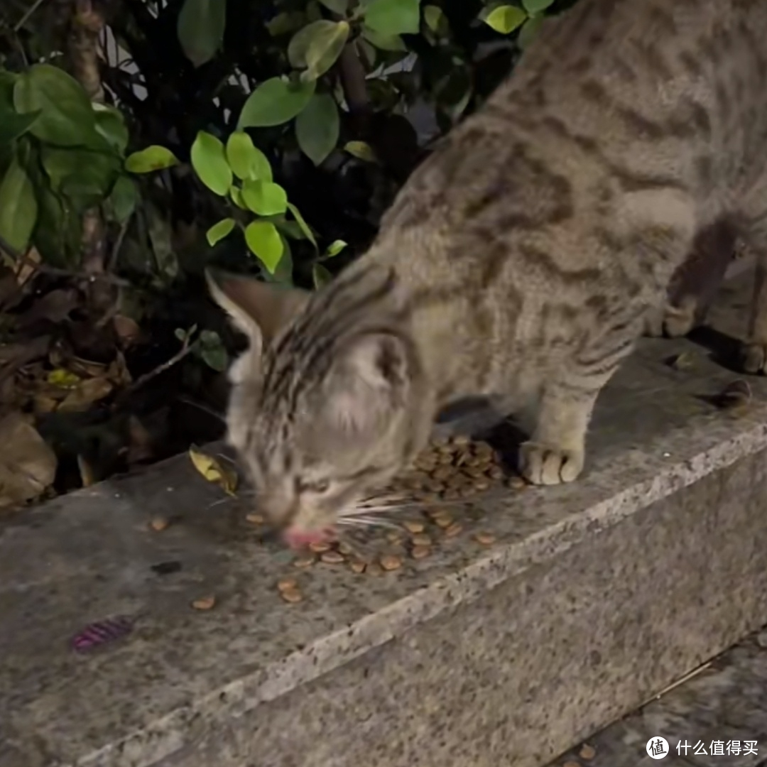 流浪猫也能吃得好？严选猫粮让爱无界限！