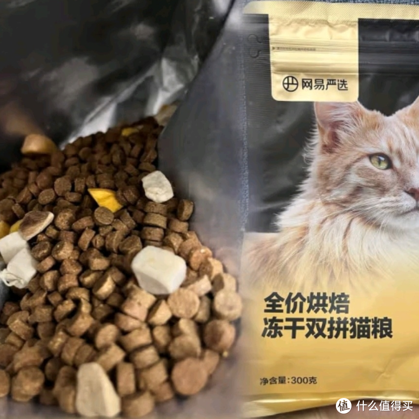 流浪猫也能吃得好？严选猫粮让爱无界限！