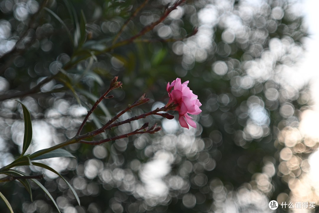 [实拍原图]唯卓仕AF40mm F2.5尼康Z卡口全画幅镜头