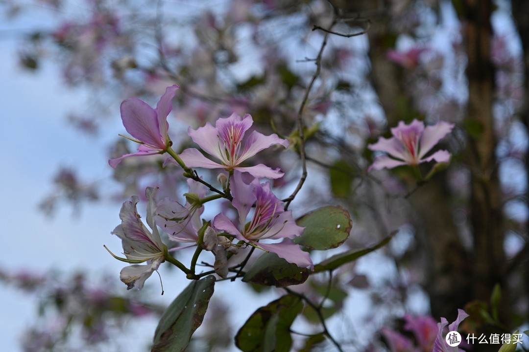 [实拍原图]唯卓仕AF40mm F2.5尼康Z卡口全画幅镜头