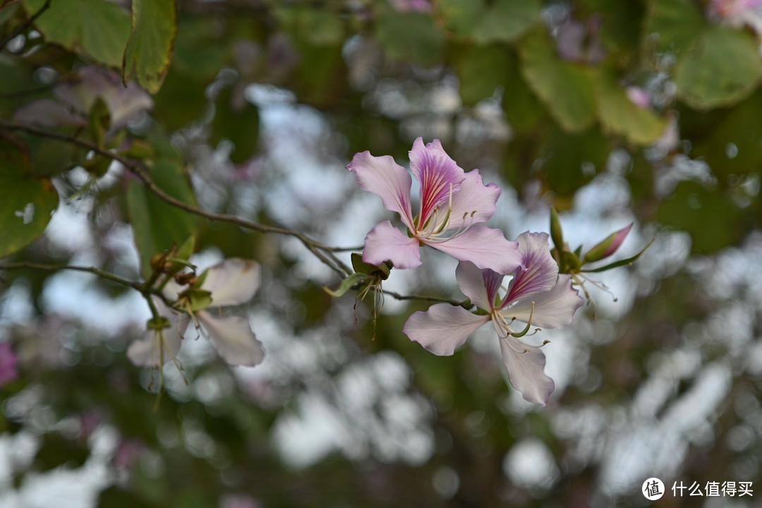 [实拍原图]唯卓仕AF40mm F2.5尼康Z卡口全画幅镜头