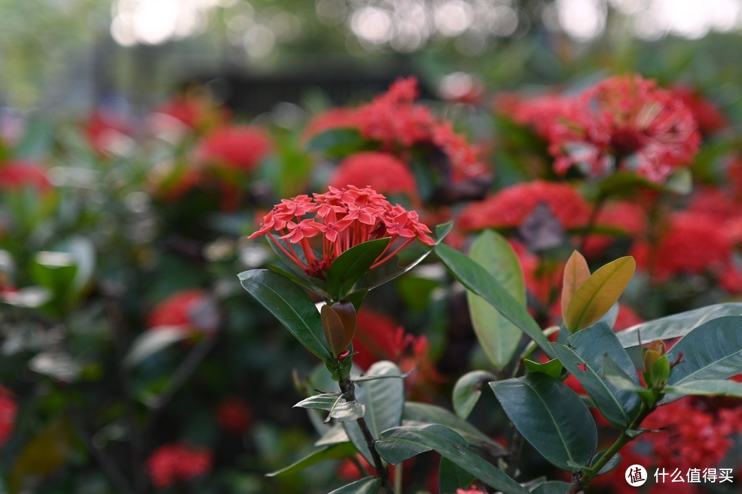 [实拍原图]唯卓仕AF40mm F2.5尼康Z卡口全画幅镜头