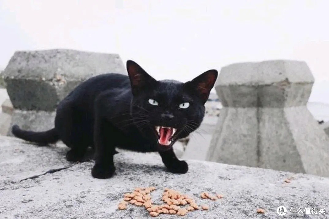 流浪猫在野外如何生存