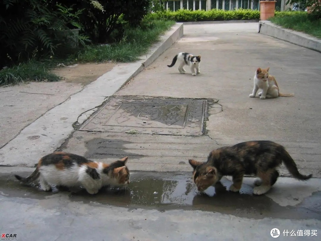 流浪猫在野外如何生存