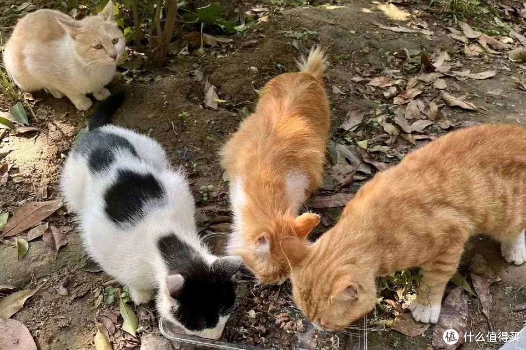 流浪猫在野外如何生存