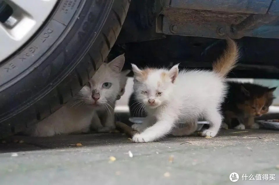 流浪猫在野外如何生存