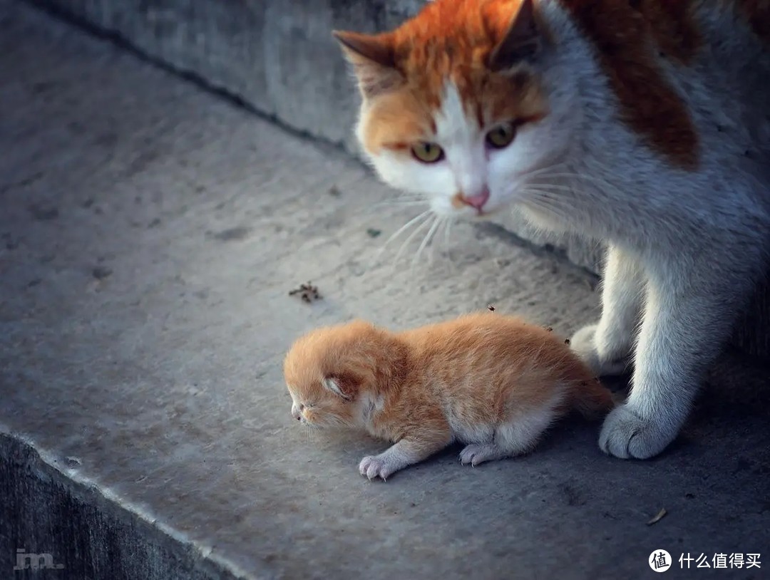 流浪猫在野外如何生存