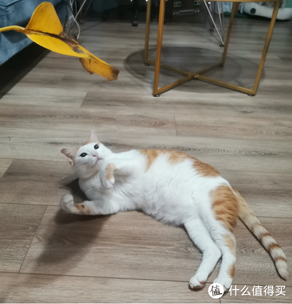 定期帮猫猫驱虫，信我你得永生，毕竟我真的踩过坑!