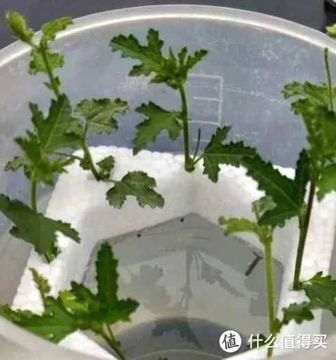 夏天这8种花不用买，掐根枝条丢水里，嗖嗖冒白根！