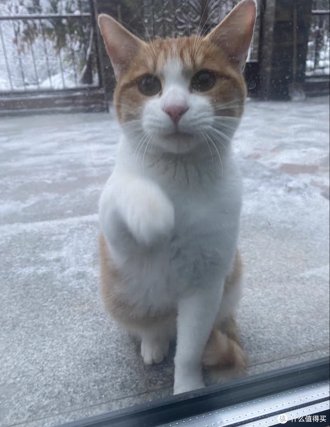 小区的流浪猫太多，如何安置流浪猫成为业主们讨论的焦点。