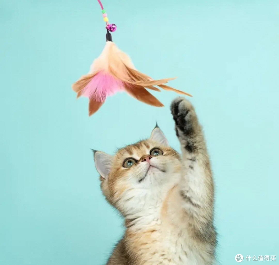 欢宠网逗猫棒——猫咪的快乐源泉
