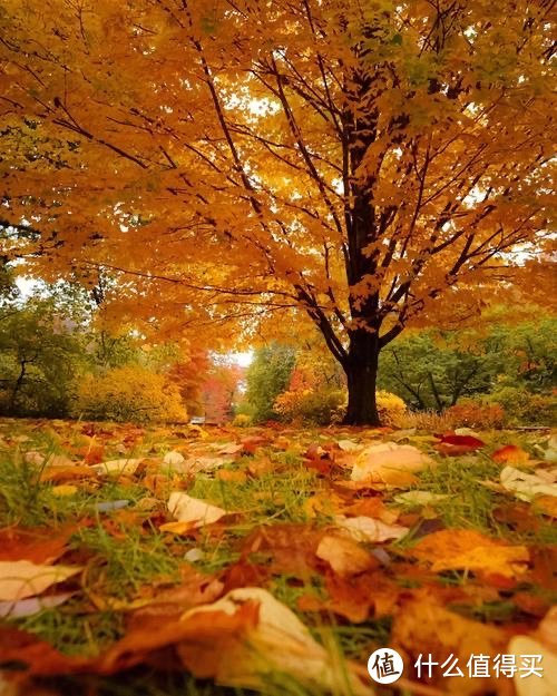秋天里的浪漫：枫叶红，你绝不能错过的风景！
