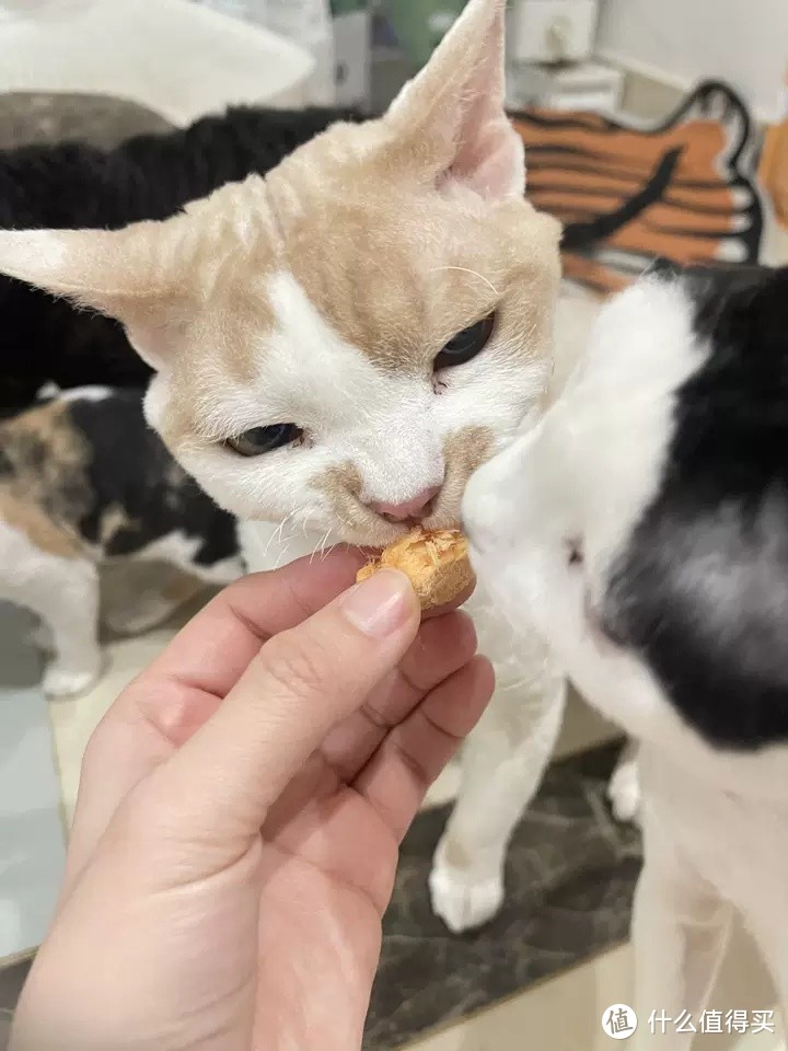 猫咪零食大揭秘：三文鱼冻干，让爱宠健康又美味！