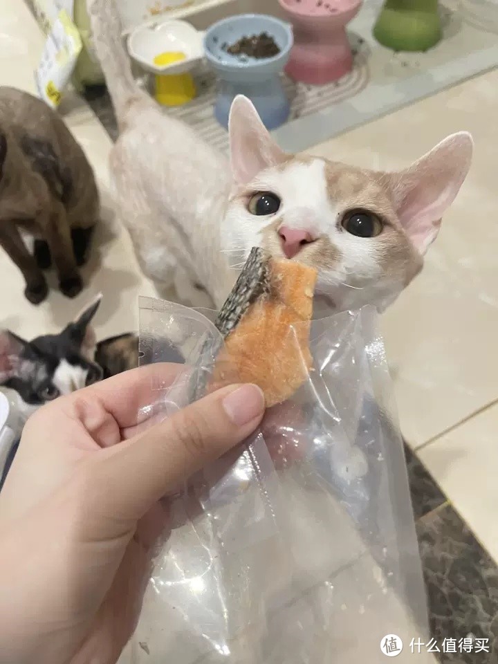 猫咪零食大揭秘：三文鱼冻干，让爱宠健康又美味！