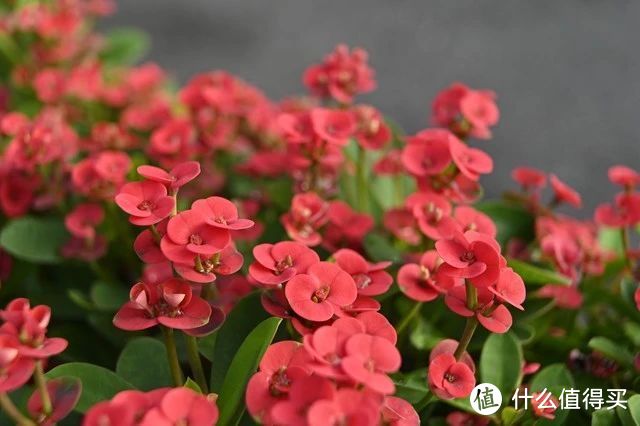 养花30年，建议夏季阳台种这“6种花”，体验“夏日花海”的浪漫