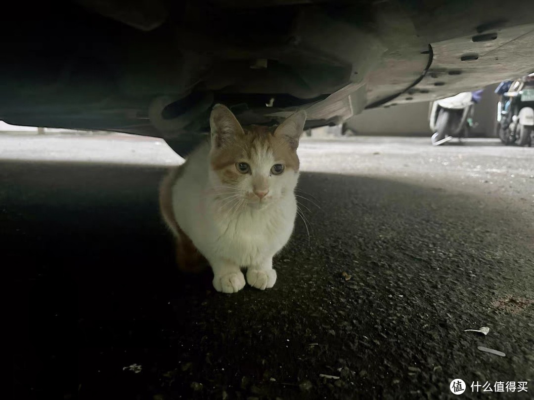 流浪猫救助，猫德学院教你这些注意事项