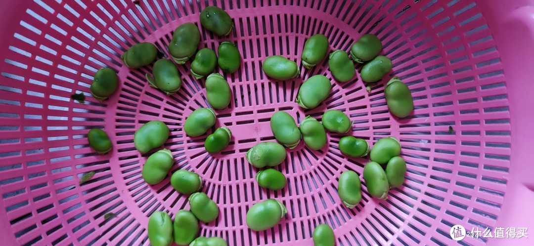 养生抗炎好食物的蚕豆，你喜欢吃吗？每天豆蚕豆自由的日子，真愉悦。
