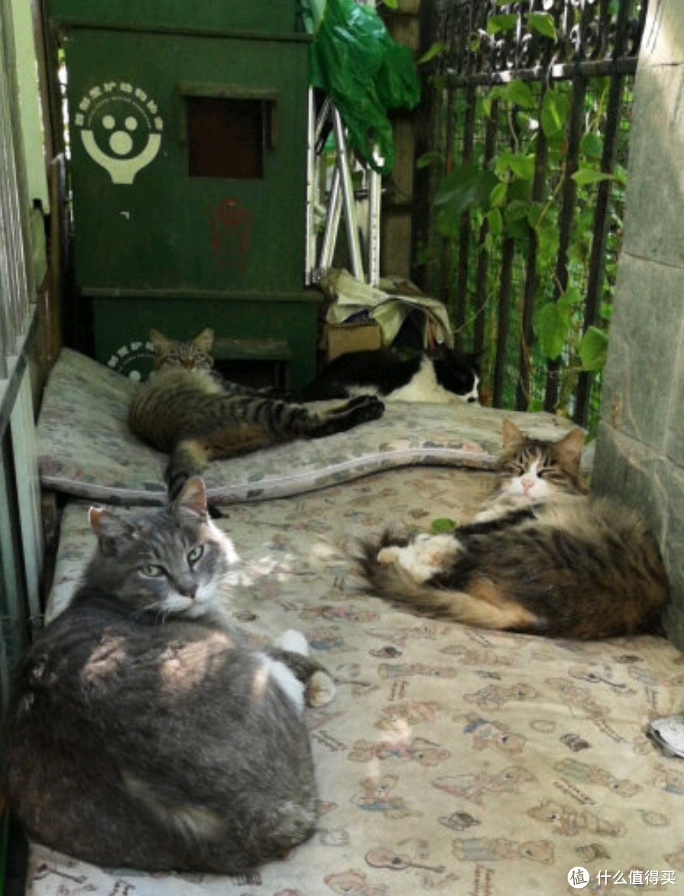 关爱猫咪，营造美好环境——麦富迪猫粮三文鱼螺旋藻