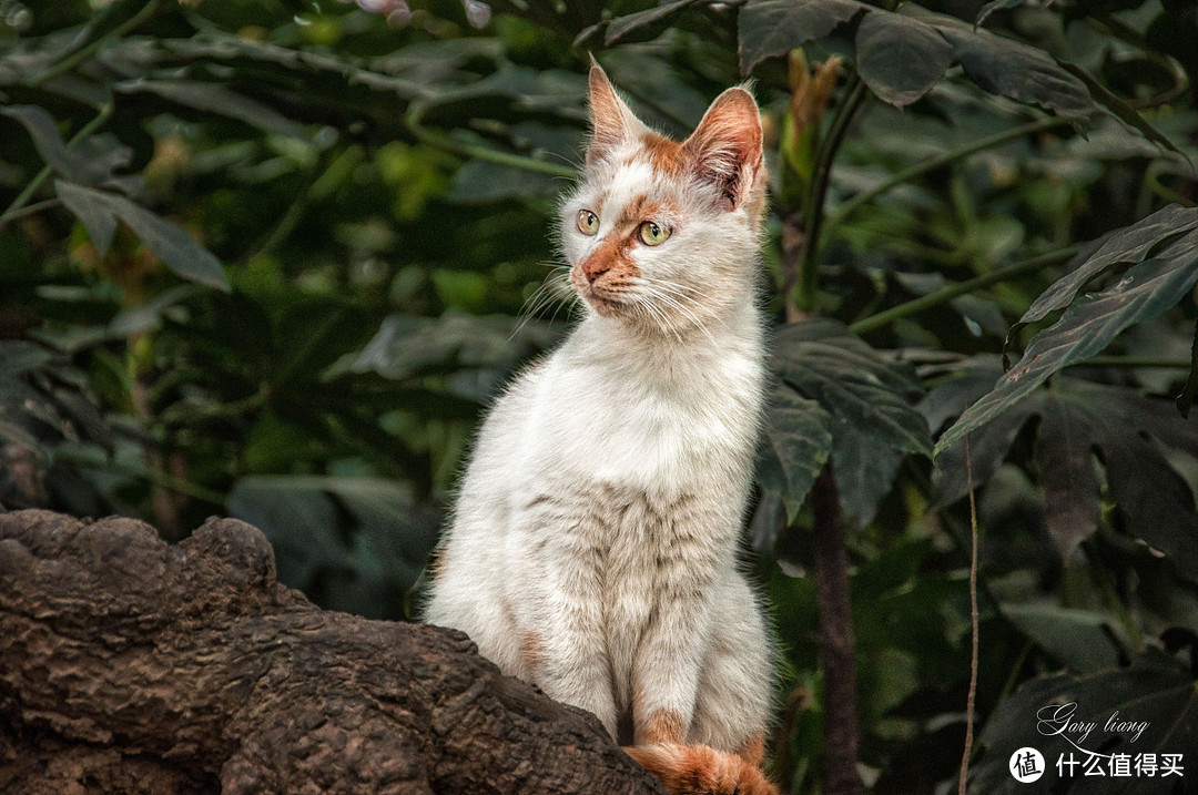 有一只流浪猫，它叫二咪，但现在它不是流浪猫了，它有家了