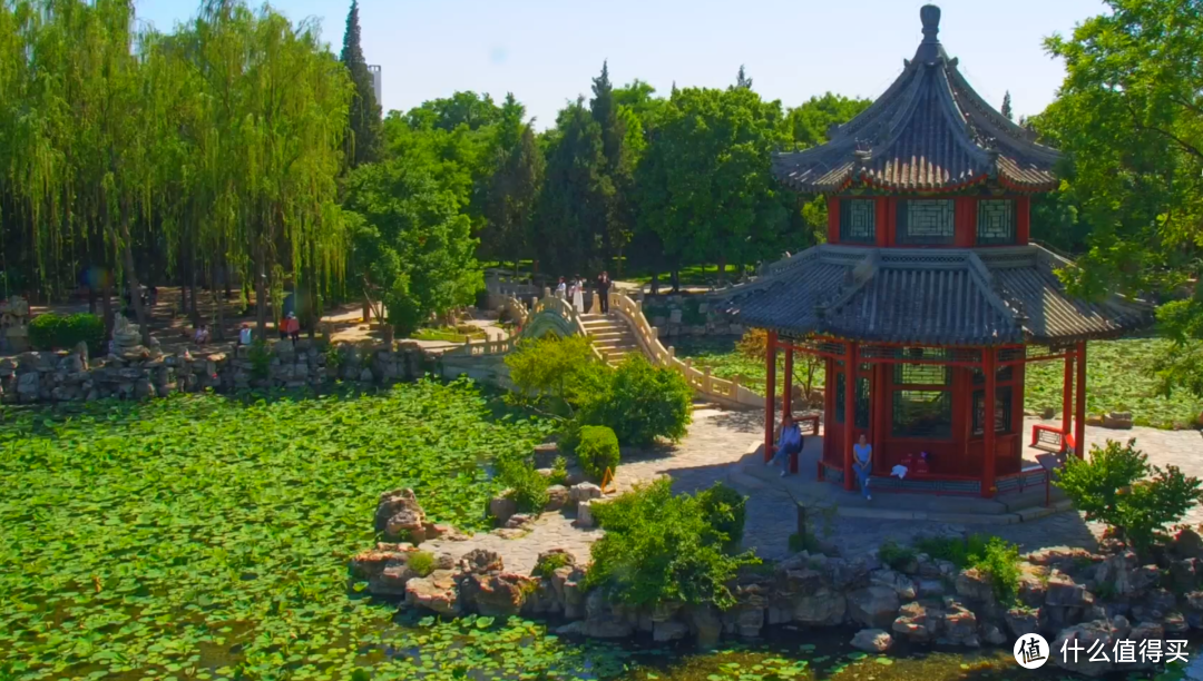 探访河北古莲花池：一池碧水，千年莲花