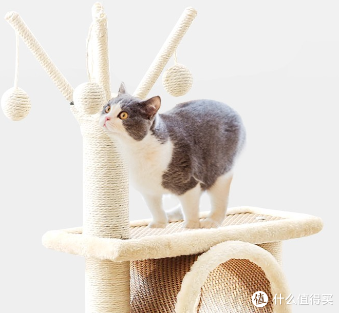 养猫必备产品攻略：打造猫咪舒适生活家园