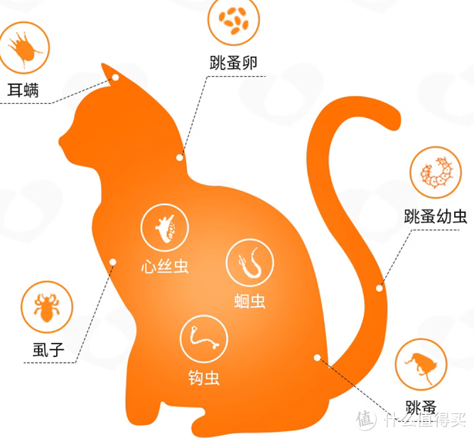 遇见流浪猫手上怎么办？流浪猫的医疗护理