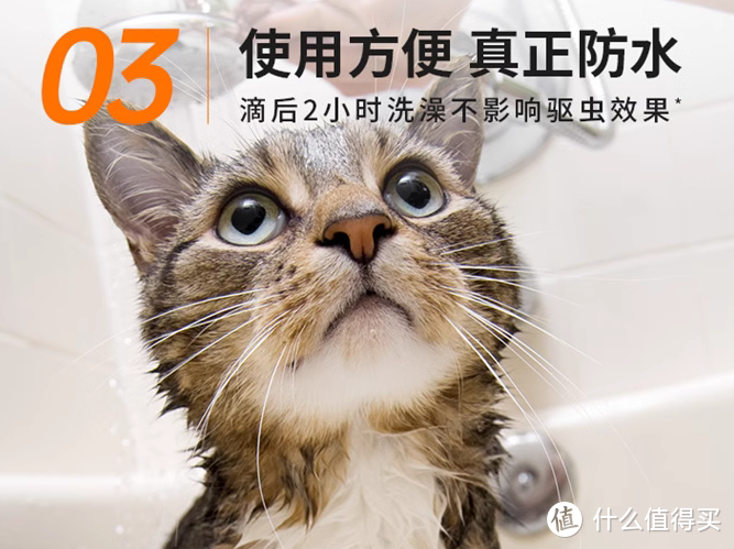 遇见流浪猫手上怎么办？流浪猫的医疗护理