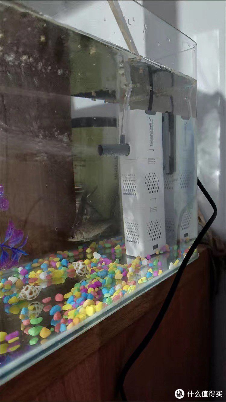 森森小鲤鱼缸过滤器：打造清澈水世界的循环系统利器