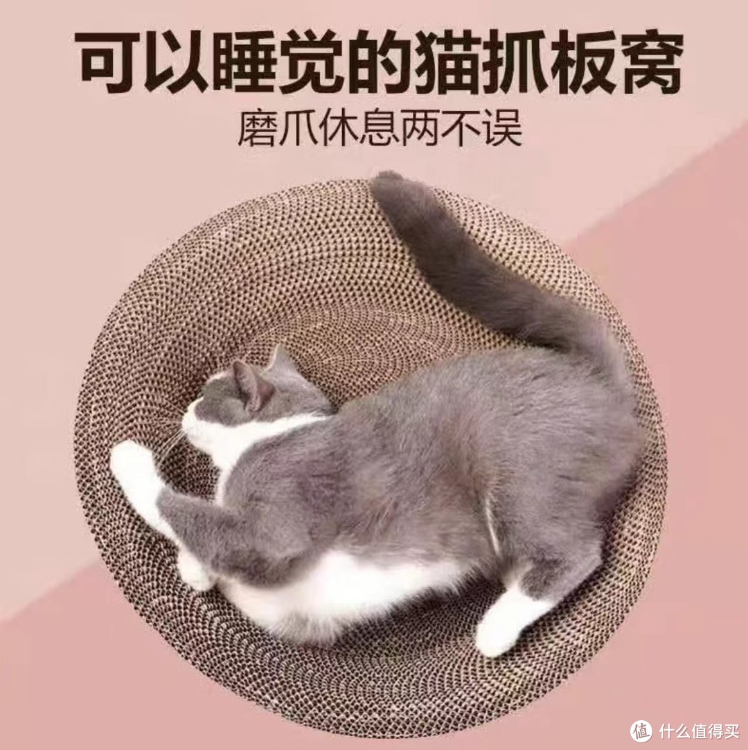 养猫之旅：我与我的喵星人小伙伴