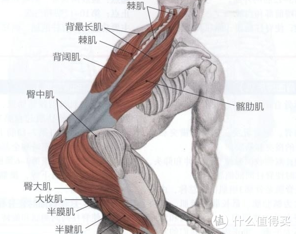 硬拉、深蹲与卧推：塑造力量与耐力的三大基石