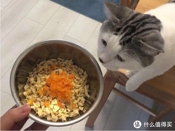 猫咪挑食其实是主食没选对！你中招了没？