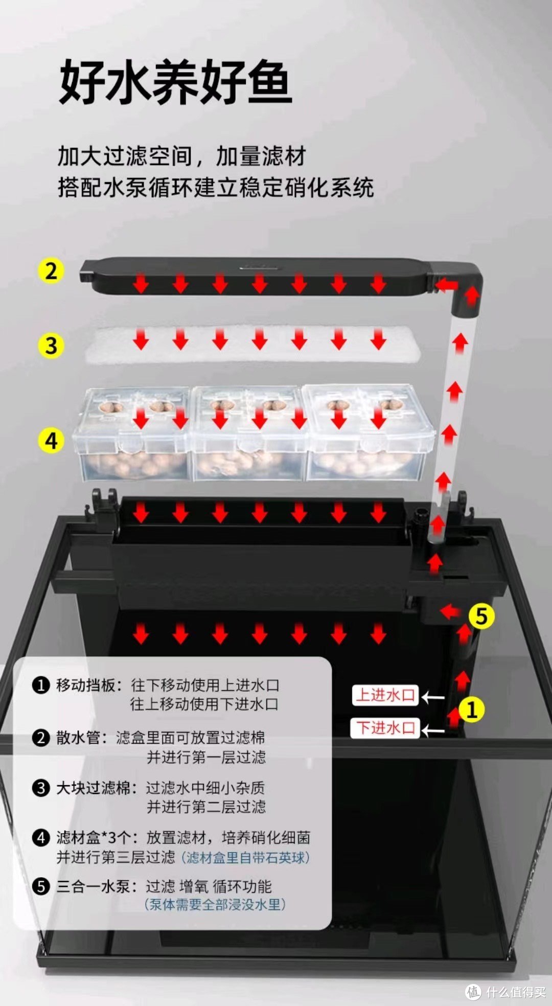 养鱼新手必看！打造完美鱼缸