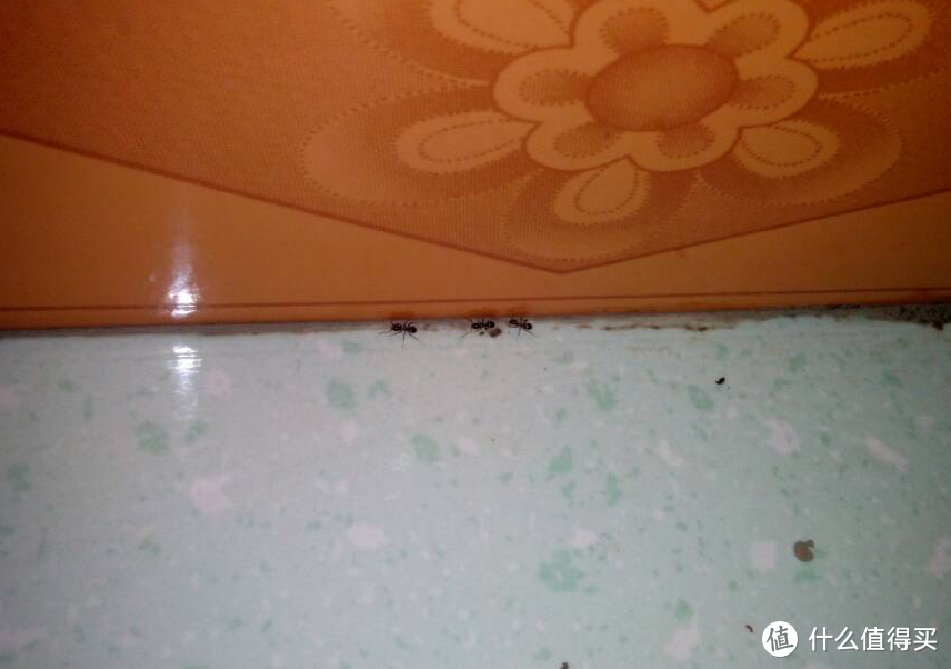家里有蚂蚁怎么彻底消灭