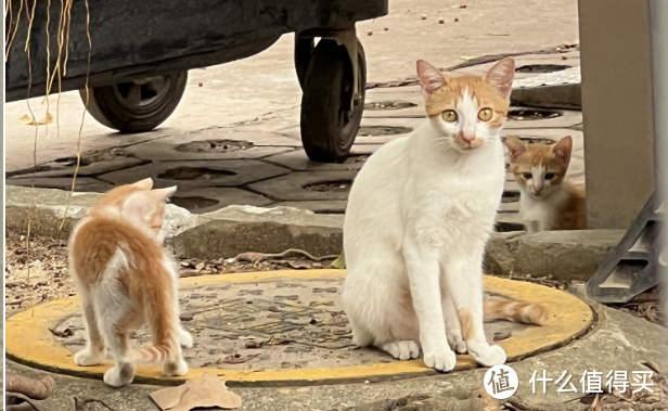 领养代替购买：那些送不出去的小猫