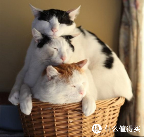 怎么把猫咪养胖？这篇主食冻干推荐你一定要看！