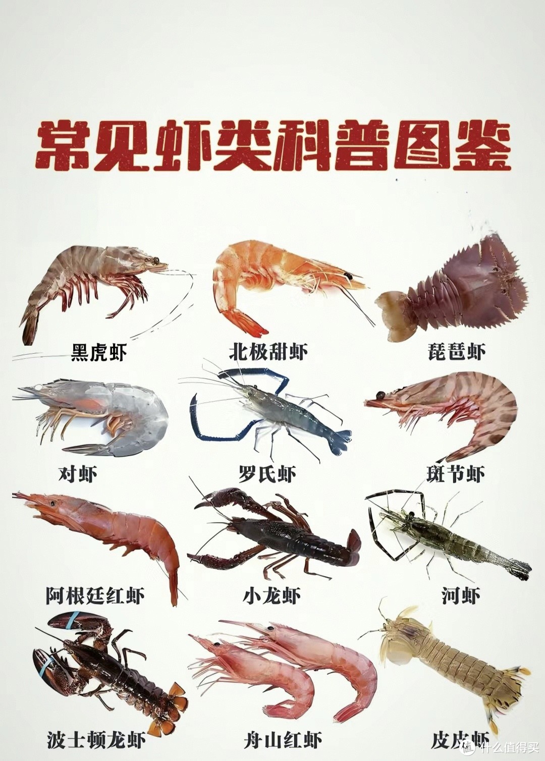 常见虾类科普图鉴