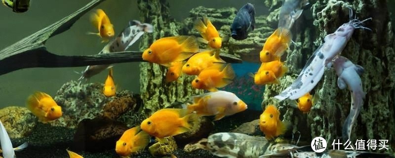 水族秘籍：养鱼不换水的智慧之道