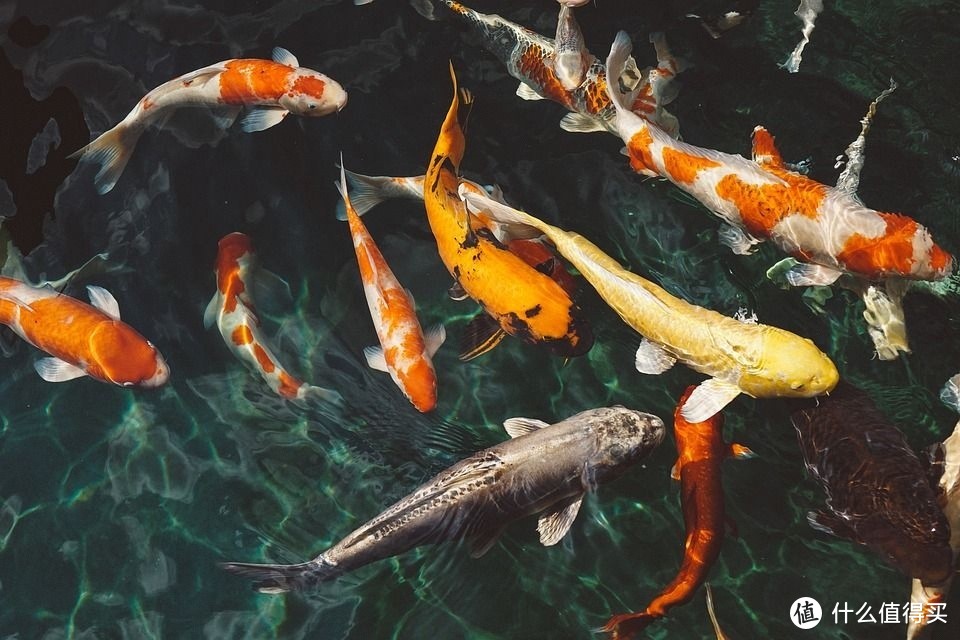 水族秘籍：养鱼不换水的智慧之道