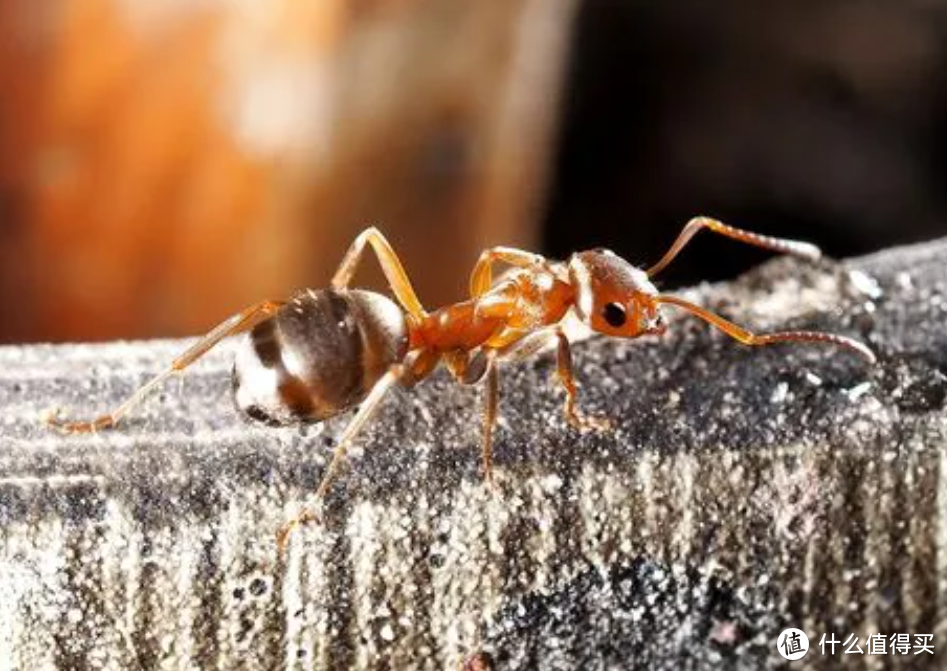 室内蚂蚁很多用什么方法除掉