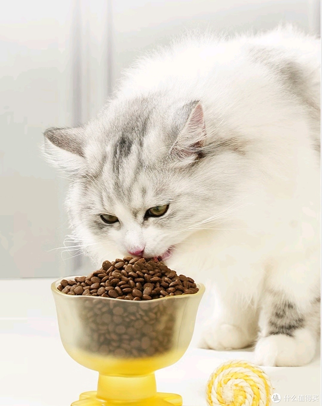 猫咪挑食怎么办？选对猫粮是关键！
