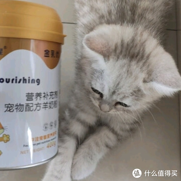 新手养猫注意事项