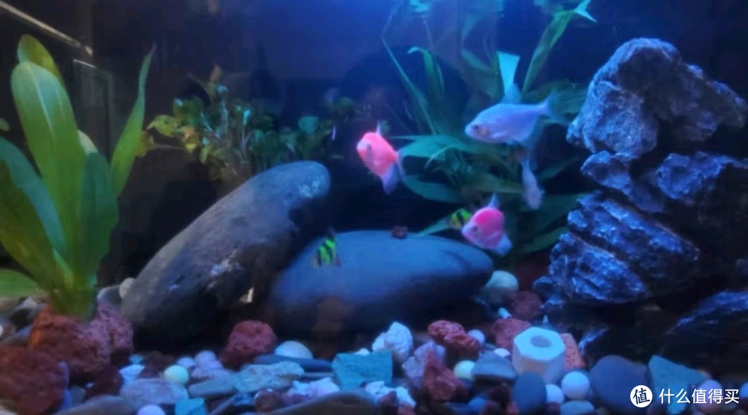 米家（MIJIA）小米米家智能生态鱼缸：半年免换水，你的智能水族世界