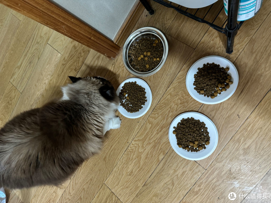 准备了4份猫粮，每份里面加点喵桑喜欢的磨牙颗粒