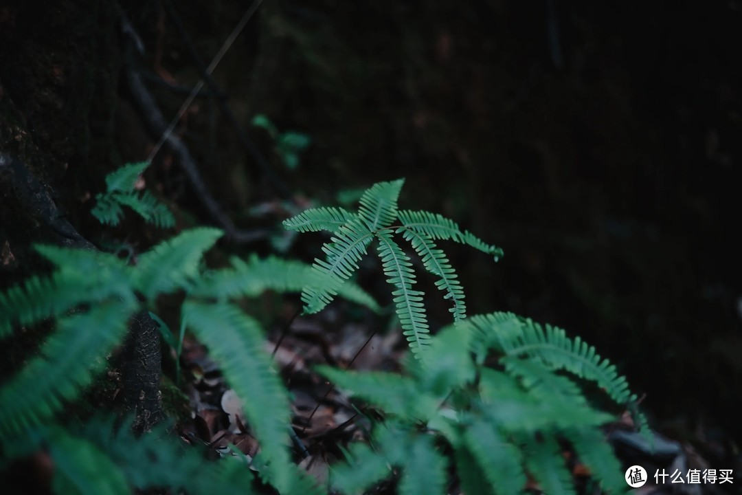 索尼a7c2与Yashica 45mm 1.7雅西卡镜头的随拍体验