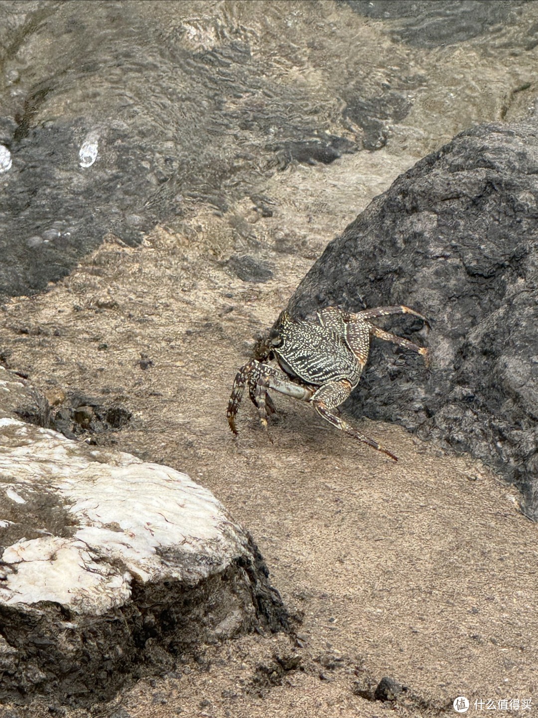 海边的螃蟹，也有很多螃蟹尸体，被鸟吃了