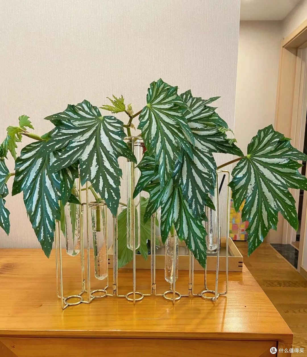 江苏一户人家,因"秋海棠花养成花树"走红,网友:又美又神奇!